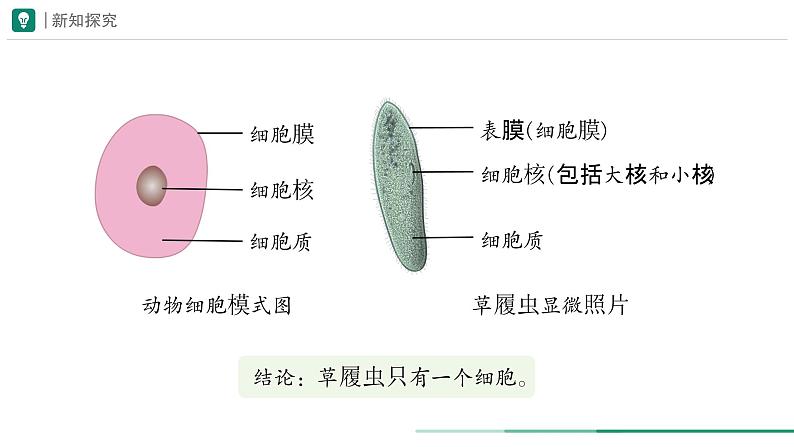 1.3.4 单细胞生物课件--2024-2025学年人教版（2024）生物七年级上册第6页