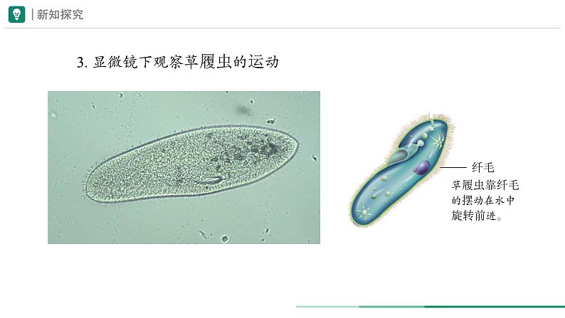 1.3.4 单细胞生物课件--2024-2025学年人教版（2024）生物七年级上册第8页