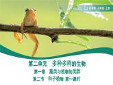 2.1.2 种子植物  课件 第一课时--2024-2025学年人教版（2024）生物七年级上册