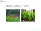 2.1.2 种子植物  课件 第一课时--2024-2025学年人教版（2024）生物七年级上册