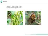 2.1.2 种子植物  课件 第一课时--2024-2025学年人教版（2024）生物七年级上册