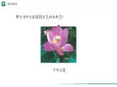 2.1.2 种子植物  课件 第一课时--2024-2025学年人教版（2024）生物七年级上册