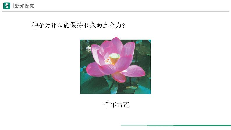 2.1.2 种子植物  课件 第一课时--2024-2025学年人教版（2024）生物七年级上册04