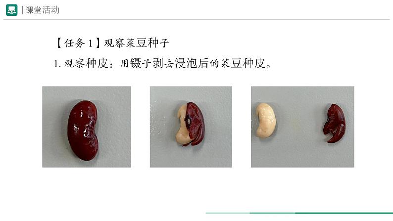 2.1.2 种子植物  课件 第一课时--2024-2025学年人教版（2024）生物七年级上册06