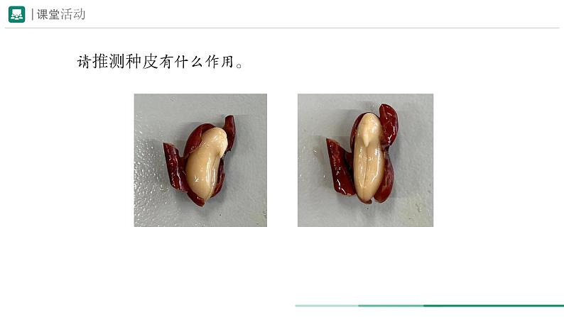 2.1.2 种子植物  课件 第一课时--2024-2025学年人教版（2024）生物七年级上册07