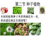 2.1.2 种子植物 课件--2024-2025学年人教版（2024）生物七年级上册