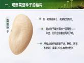 2.1.2 种子植物（教学设计（表格式）+课件）---2024-2025学年人教版（2024）生物七年级上册