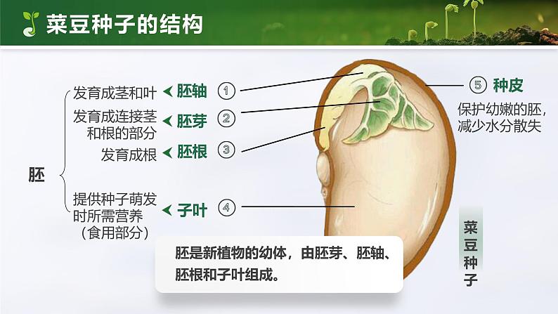 2.1.2 种子植物（教学设计（表格式）+课件）---2024-2025学年人教版（2024）生物七年级上册06