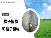 2.1.2种子植物---裸子植物和被子植物课件（第2课时）--2024-2025学年人教版（2024）生物七年级上册