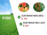 2.1.2种子植物---裸子植物和被子植物课件（第2课时）--2024-2025学年人教版（2024）生物七年级上册