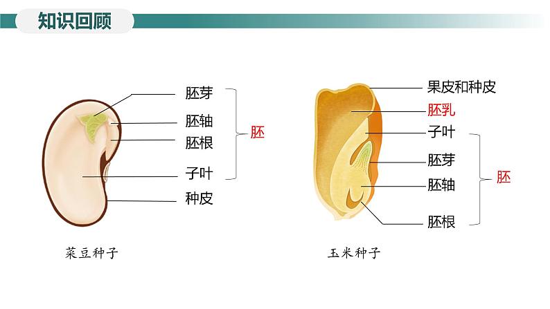 2.1.2种子植物---裸子植物和被子植物课件（第2课时）--2024-2025学年人教版（2024）生物七年级上册03