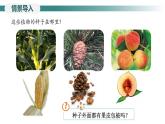 2.1.2种子植物---裸子植物和被子植物课件（第2课时）--2024-2025学年人教版（2024）生物七年级上册