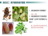 2.1.2种子植物---裸子植物和被子植物课件（第2课时）--2024-2025学年人教版（2024）生物七年级上册