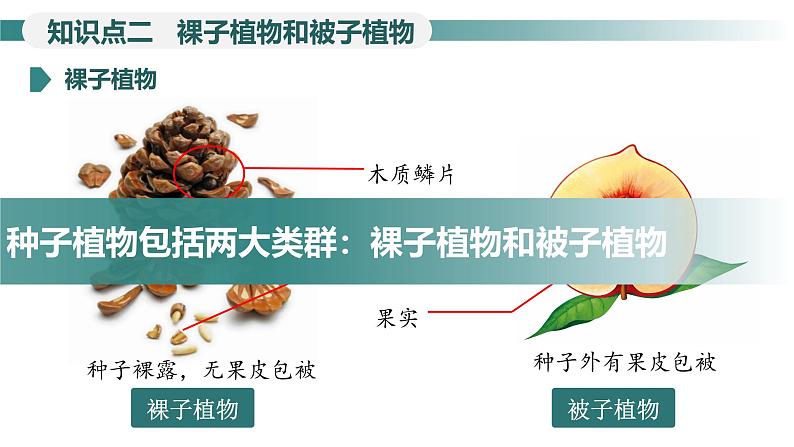 2.1.2种子植物---裸子植物和被子植物课件（第2课时）--2024-2025学年人教版（2024）生物七年级上册06