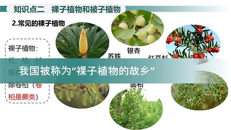 2.1.2种子植物---裸子植物和被子植物课件（第2课时）--2024-2025学年人教版（2024）生物七年级上册08