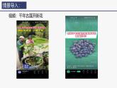 2.1.2种子植物课件(内嵌视频2个) -2024-2025学年人教版（2024）生物七年级上册