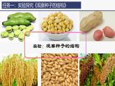 2.1.2种子植物课件(内嵌视频2个) -2024-2025学年人教版（2024）生物七年级上册