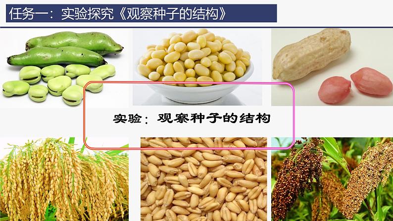 2.1.2种子植物课件(内嵌视频2个) -2024-2025学年人教版（2024）生物七年级上册05