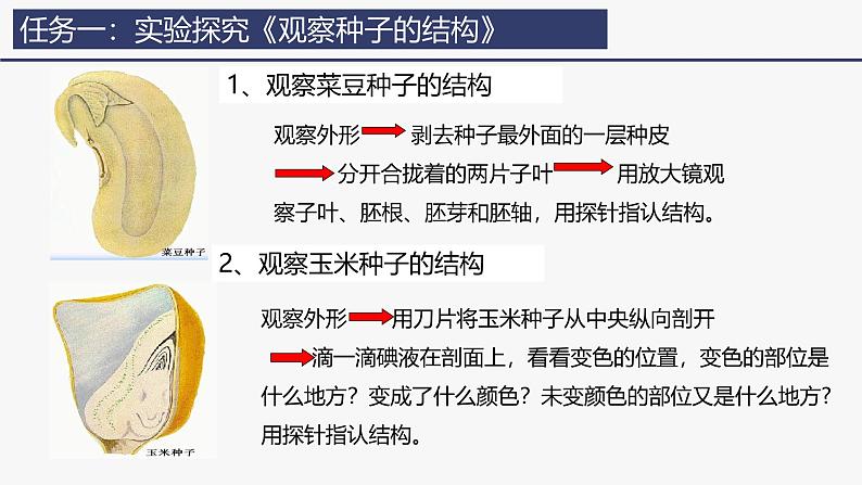 2.1.2种子植物课件(内嵌视频2个) -2024-2025学年人教版（2024）生物七年级上册07