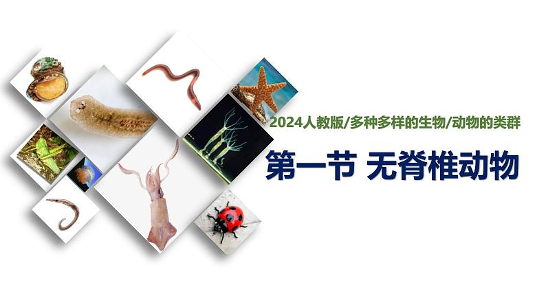 2.2.1 《无脊椎动物》课件(内嵌视频6个)-2024-2025学年人教版（2024）生物七年级上册第1页