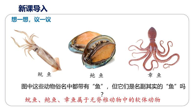 2.2.1 《无脊椎动物》课件(内嵌视频6个)-2024-2025学年人教版（2024）生物七年级上册第4页