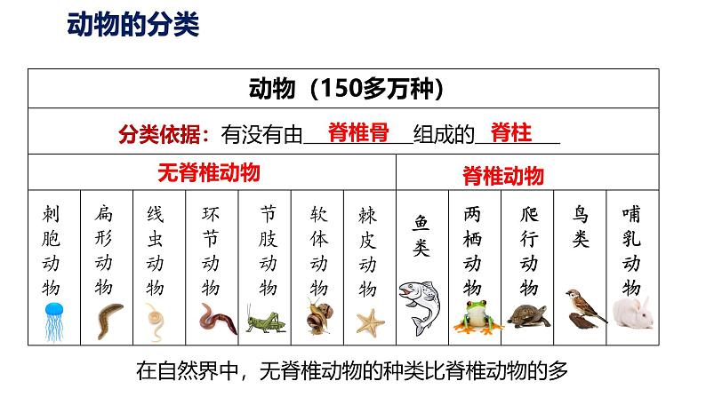 2.2.1 《无脊椎动物》课件(内嵌视频6个)-2024-2025学年人教版（2024）生物七年级上册07