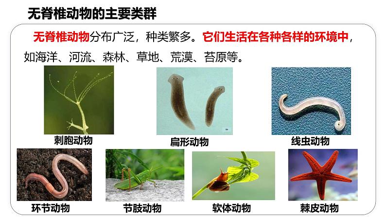 2.2.1 《无脊椎动物》课件(内嵌视频6个)-2024-2025学年人教版（2024）生物七年级上册08