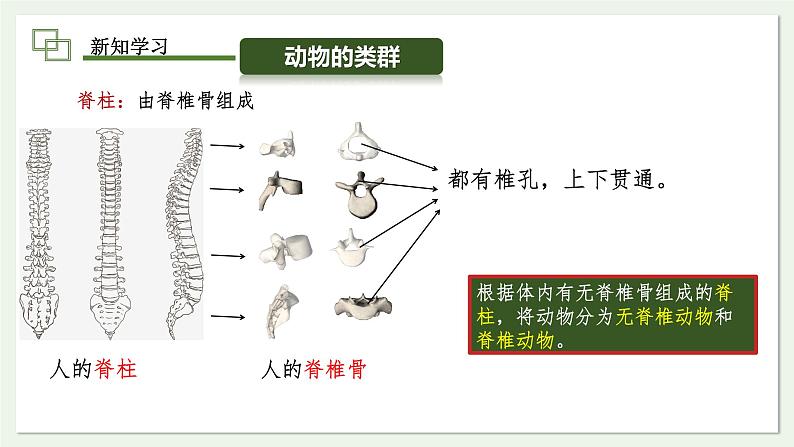 2.2.1 无脊椎动物  课件--2024-2025学年人教版（2024）生物七年级上册04