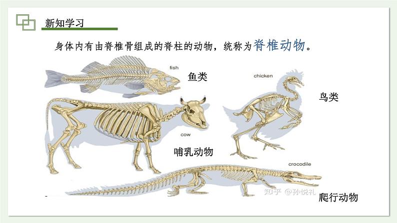 2.2.1 无脊椎动物  课件--2024-2025学年人教版（2024）生物七年级上册05