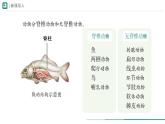 2.2.1 无脊椎动物 第一课时课件--2024-2025学年人教版（2024）生物七年级上册