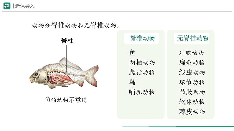 2.2.1 无脊椎动物 第一课时课件--2024-2025学年人教版（2024）生物七年级上册第3页