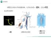 2.2.1 无脊椎动物 第一课时课件--2024-2025学年人教版（2024）生物七年级上册