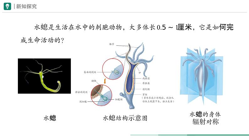 2.2.1 无脊椎动物 第一课时课件--2024-2025学年人教版（2024）生物七年级上册第5页