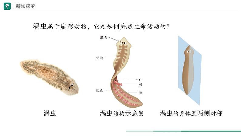 2.2.1 无脊椎动物 第一课时课件--2024-2025学年人教版（2024）生物七年级上册第8页