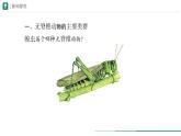 2.2.1 无脊椎动物 课件 第二课时--2024-2025学年人教版（2024）生物七年级上册