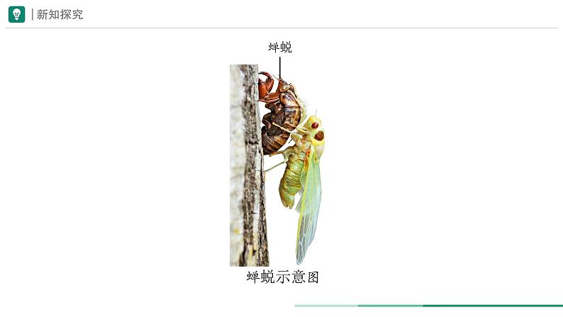 2.2.1 无脊椎动物 课件 第二课时--2024-2025学年人教版（2024）生物七年级上册04