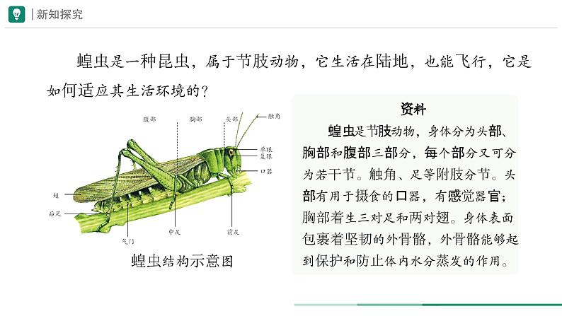 2.2.1 无脊椎动物 课件 第二课时--2024-2025学年人教版（2024）生物七年级上册05