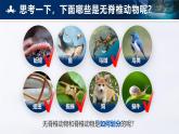 2.2.1 无脊椎动物 课件 （内嵌视频1个）---2024-2025学年人教版（2024）生物七年级上册