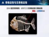 2.2.1 无脊椎动物 课件 （内嵌视频1个）---2024-2025学年人教版（2024）生物七年级上册