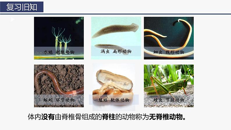 2.2.2 脊椎动物（一）鱼 课件 (内嵌视频2个) -2024-2025学年人教版（2024）生物七年级上册第1页