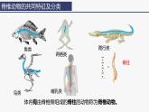 2.2.2 脊椎动物（一）鱼 课件 (内嵌视频2个) -2024-2025学年人教版（2024）生物七年级上册