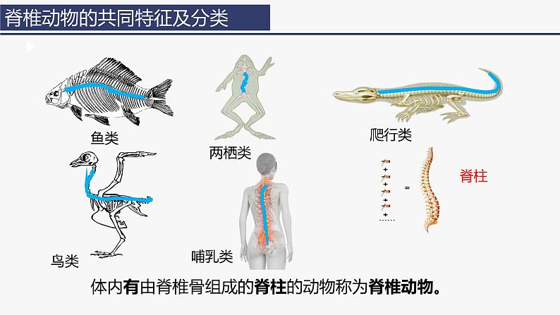 2.2.2 脊椎动物（一）鱼 课件 (内嵌视频2个) -2024-2025学年人教版（2024）生物七年级上册第2页