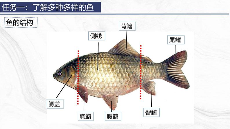 2.2.2 脊椎动物（一）鱼 课件 (内嵌视频2个) -2024-2025学年人教版（2024）生物七年级上册第8页