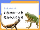 2.2.2 脊椎动物-两栖动物和爬行动物（教学设计（表格式）+课件）---2024-2025学年人教版（2024）生物七年级上册