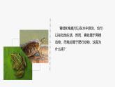 2.2.2 脊椎动物（二）两栖动物和爬行动物 课件--2024-2025学年人教版（2024）生物七年级上册