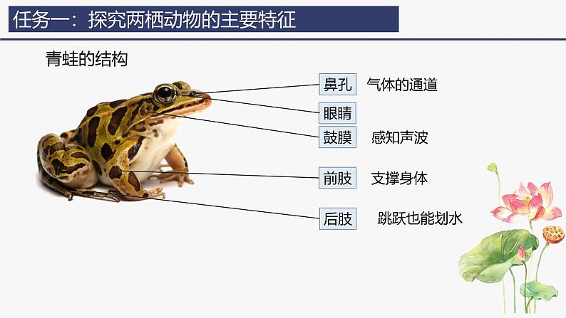 2.2.2 脊椎动物（二）两栖动物和爬行动物 课件--2024-2025学年人教版（2024）生物七年级上册05