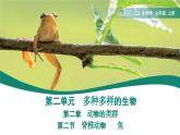 2.2.2.1  鱼 课件  (内嵌视频4个) ----2024-2025学年人教版（2024）生物七年级上册