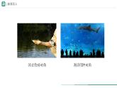 2.2.2.1  鱼 课件  (内嵌视频4个) ----2024-2025学年人教版（2024）生物七年级上册