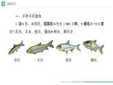 2.2.2.1  鱼 课件  (内嵌视频4个) ----2024-2025学年人教版（2024）生物七年级上册