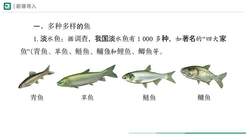 2.2.2.1  鱼 课件  (内嵌视频4个) ----2024-2025学年人教版（2024）生物七年级上册04